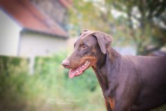 Dobermann