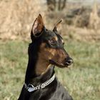 Dobermann