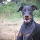 Dobermann