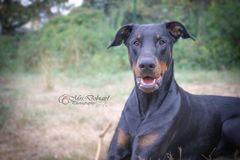 Dobermann