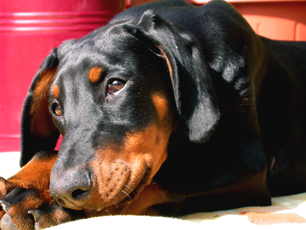 Dobermann