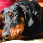 Dobermann