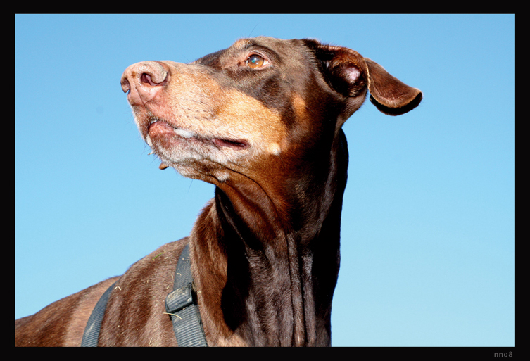 Dobermann