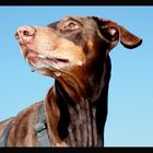 Dobermann