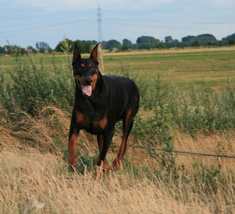 Dobermann