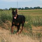 Dobermann