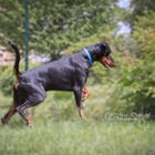 Dobermann