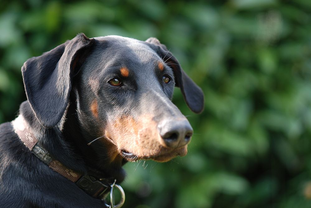 Dobermann Foto & Bild | tiere, haustiere, hunde Bilder auf fotocommunity