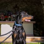 Dobermann