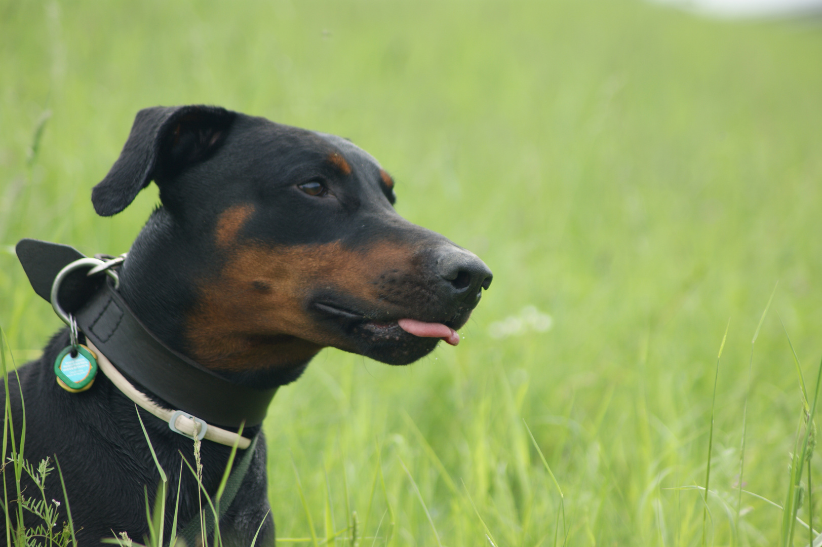 Dobermann