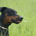 Dobermann