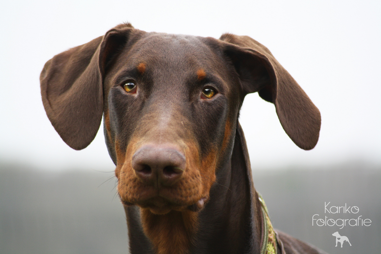 Dobermann