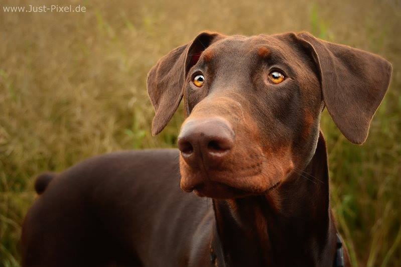 Dobermann