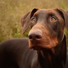 Dobermann