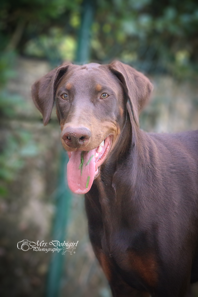 Dobermann