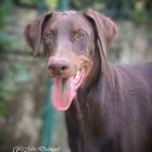 Dobermann