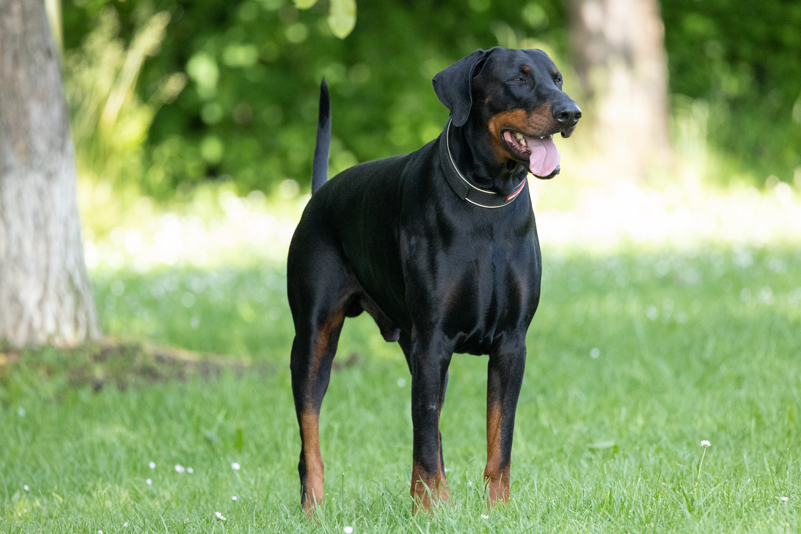 Dobermann