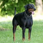 Dobermann