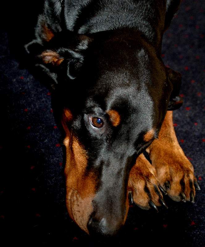 Dobermann