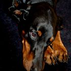 Dobermann