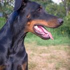 Dobermann