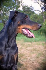 Dobermann