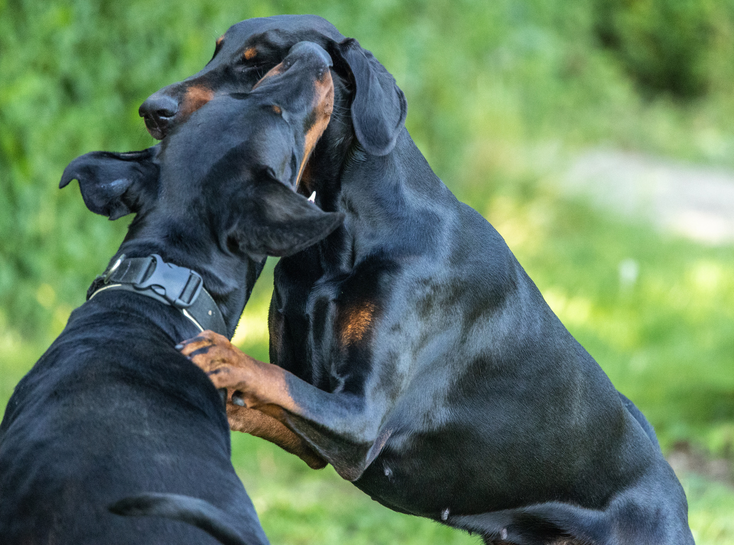 Dobermann