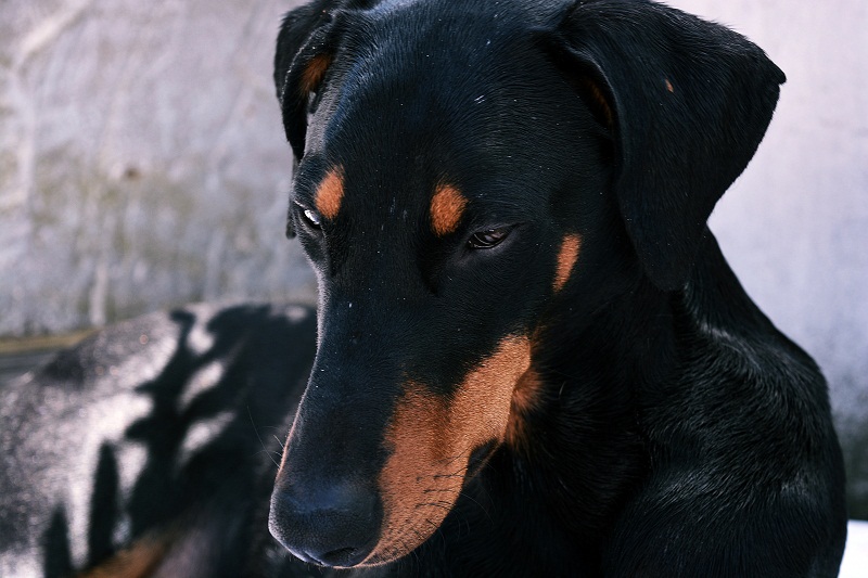 Dobermann