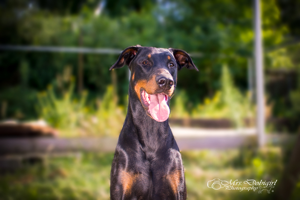 Dobermann