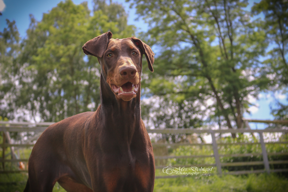 Dobermann