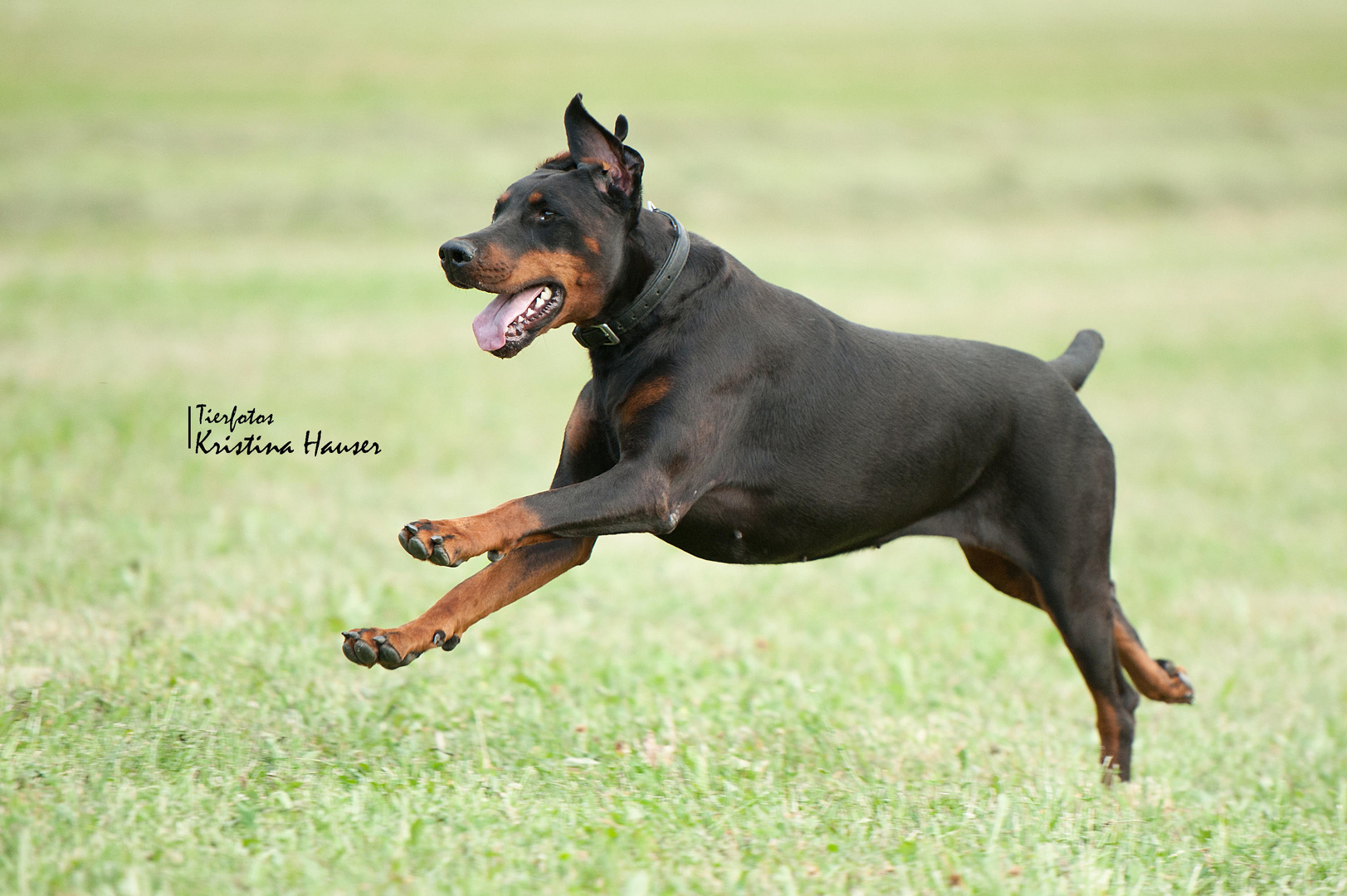 Dobermann