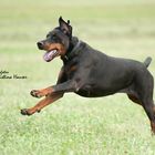 Dobermann