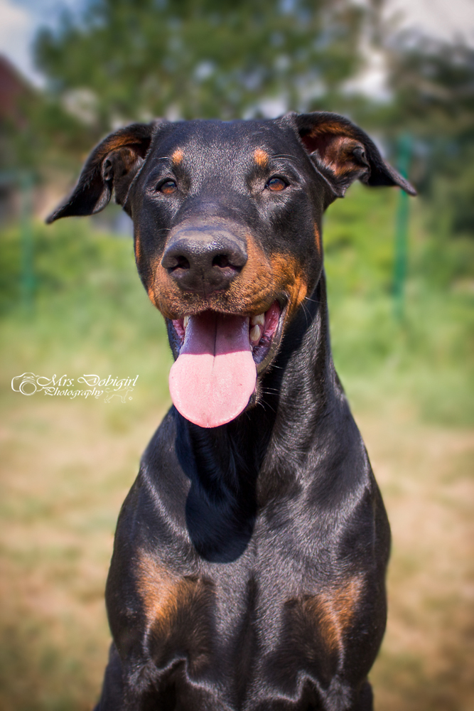 Dobermann