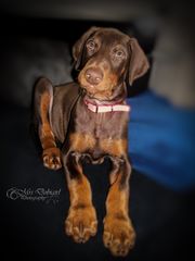 Dobermann Aleiga