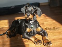 Dobermann Asgard