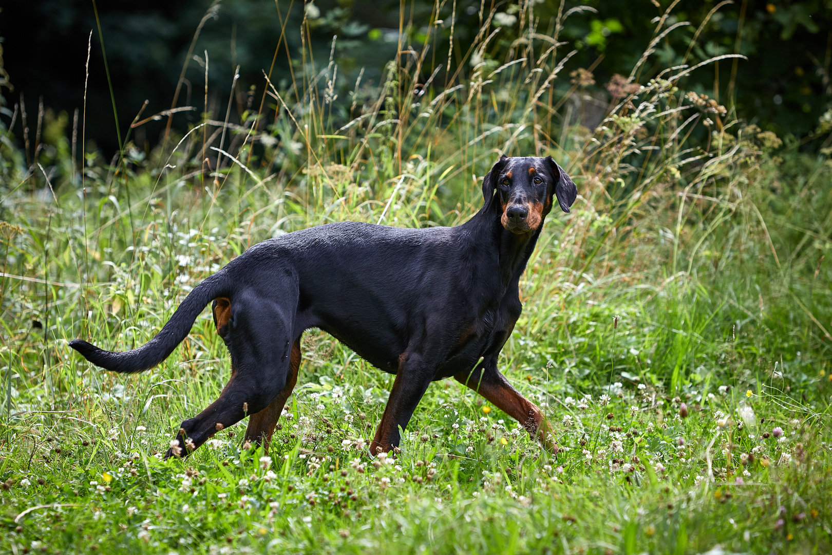 Dobermann auf dem Catwalk