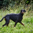 Dobermann auf dem Catwalk