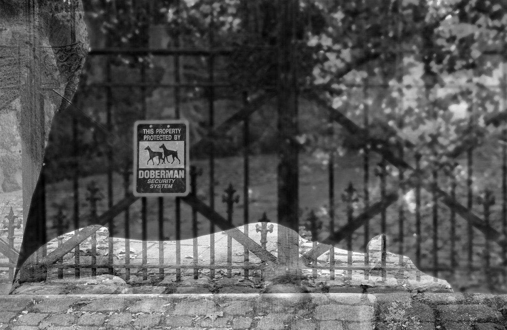 Doberman(n) auf der Lauer