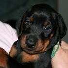 Dobermann Baby