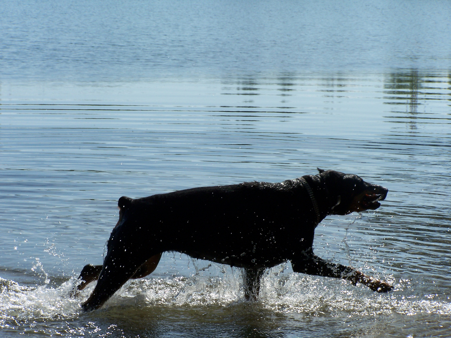 Dobermann