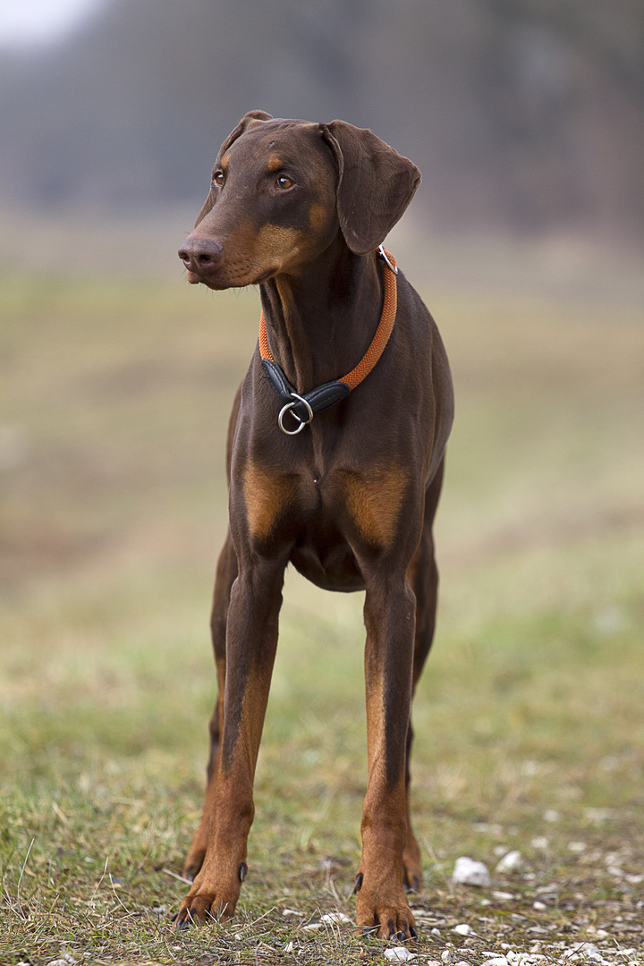 Dobermann Cara