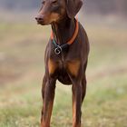 Dobermann Cara