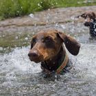 Dobermann cara in der Donau