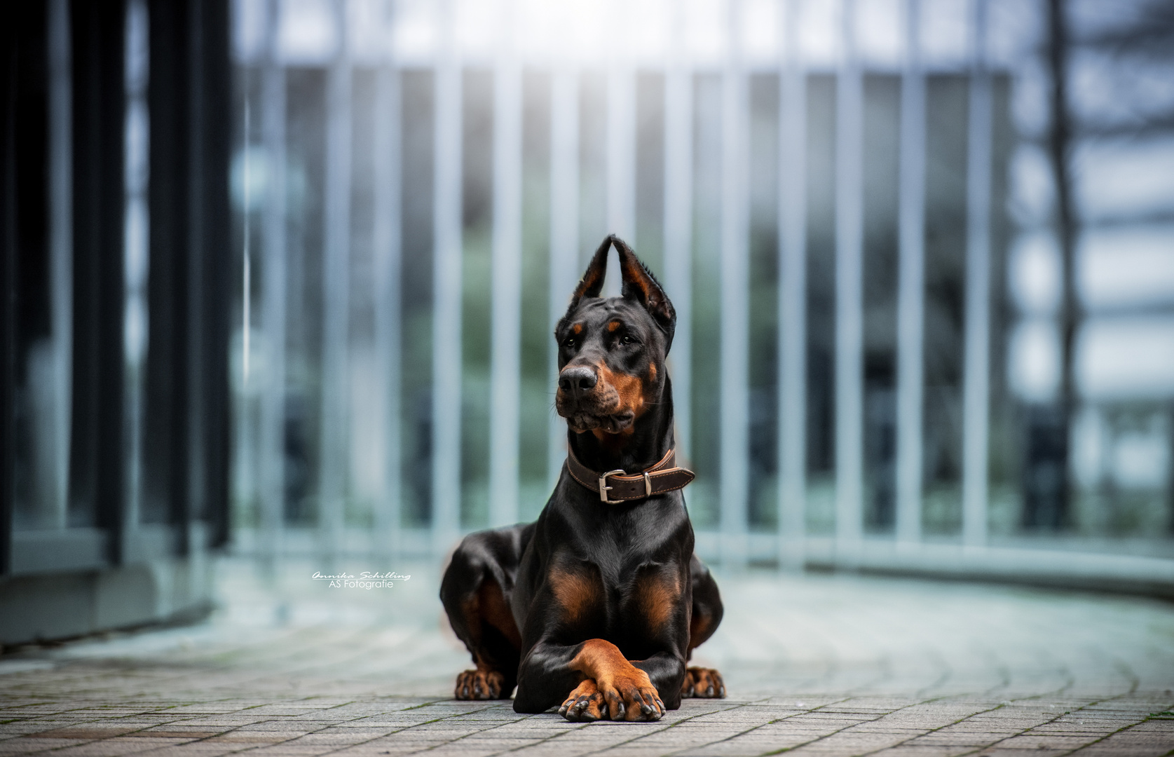 Dobermann Cityshooting