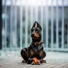 Dobermann Cityshooting