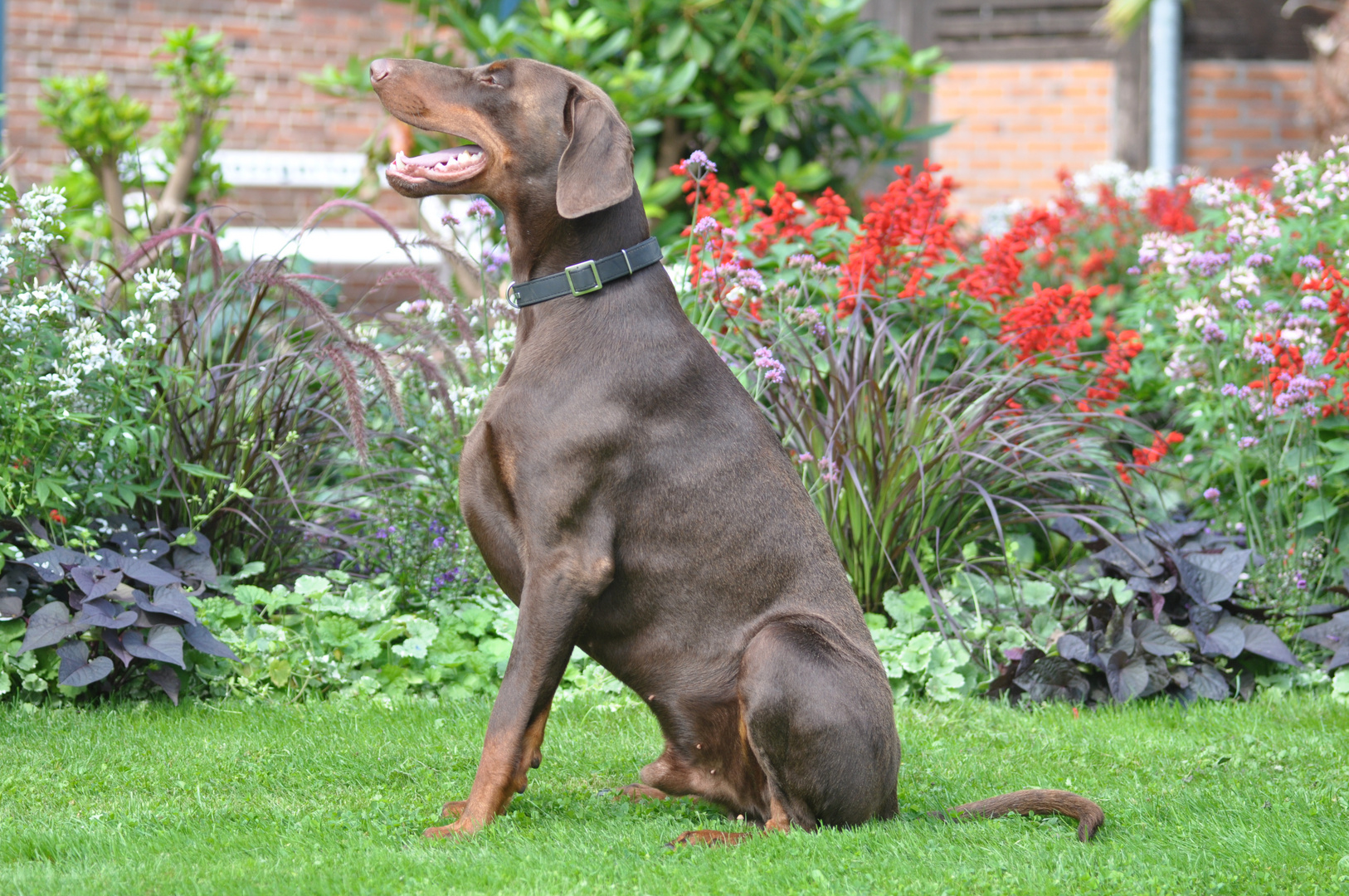 Dobermann Cosmos