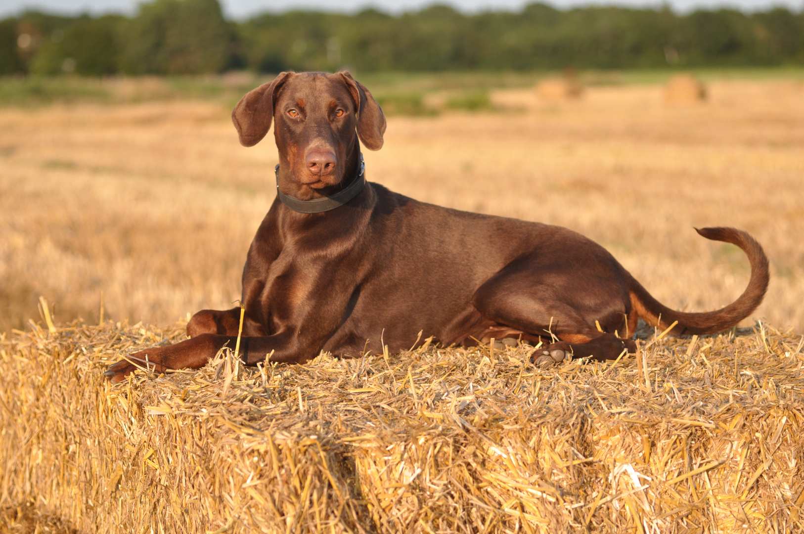 Dobermann Cosmos auf Sommerstrohballen