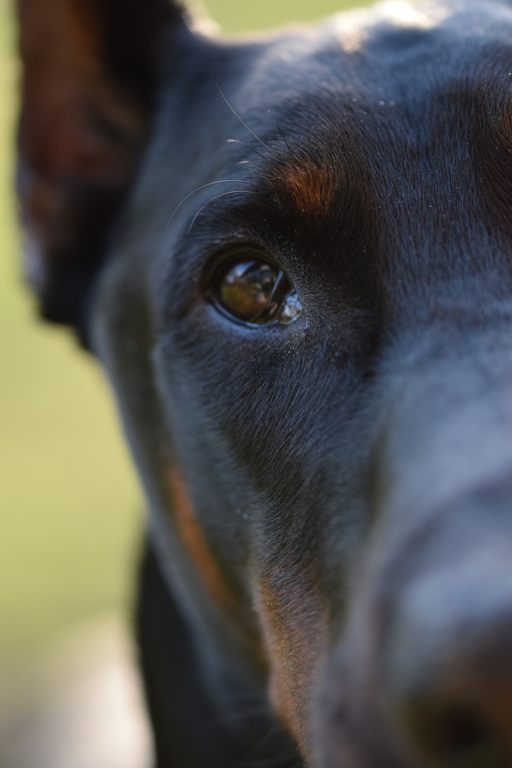 Dobermann