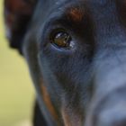 Dobermann