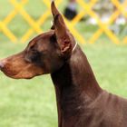 Dobermann